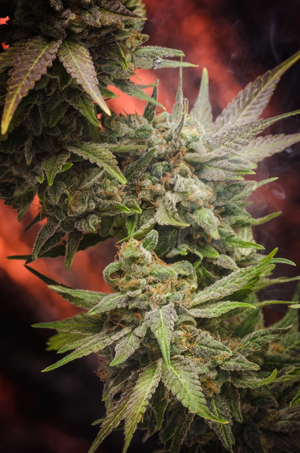 Homegrown Natural Wonders - Dr. Who (reg.)