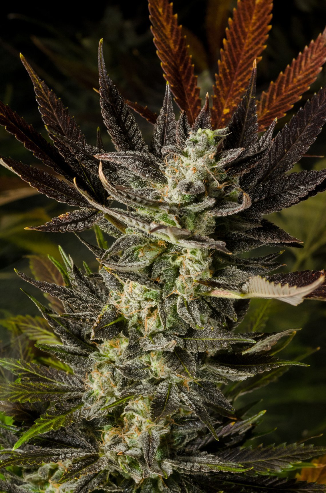 Homegrown Natural Wonders - Dr. Who (reg.)