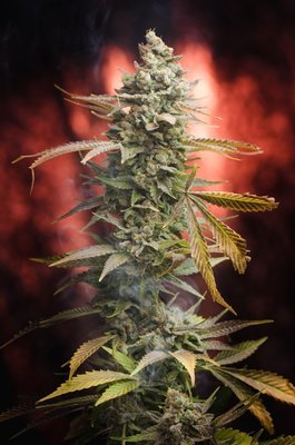 Homegrown Natural Wonders - Dr. Who (reg.) 05167