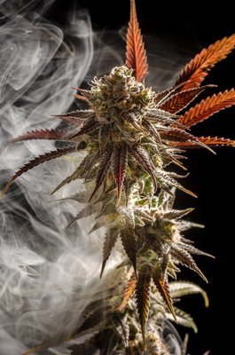 Homegrown Natural Wonders - Micky Kush (reg.) 05168