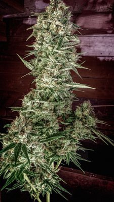 Homegrown Natural Wonders - Nurse Jackie (reg.) 05169