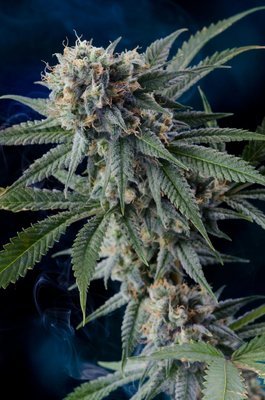 Homegrown Natural Wonders - Professor Chaos (reg.) 05173