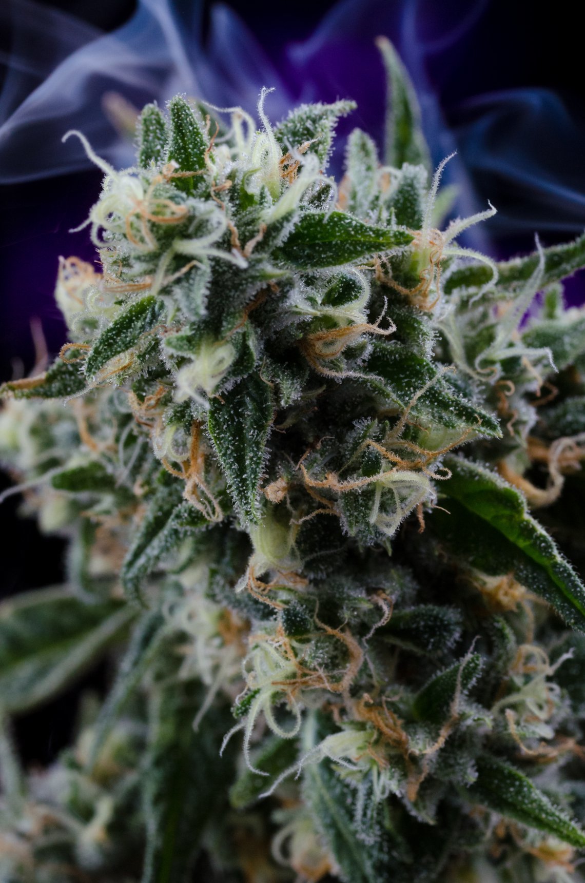 Homegrown Natural Wonders - Quantum Kush (reg.)