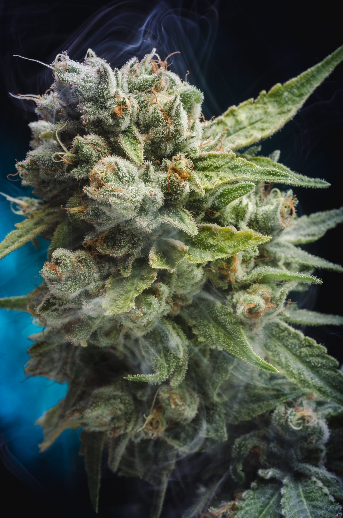 Homegrown Natural Wonders - Quantum Kush (reg.)