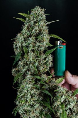 Homegrown Natural Wonders - Sonic Screwdriver (reg.) 05175