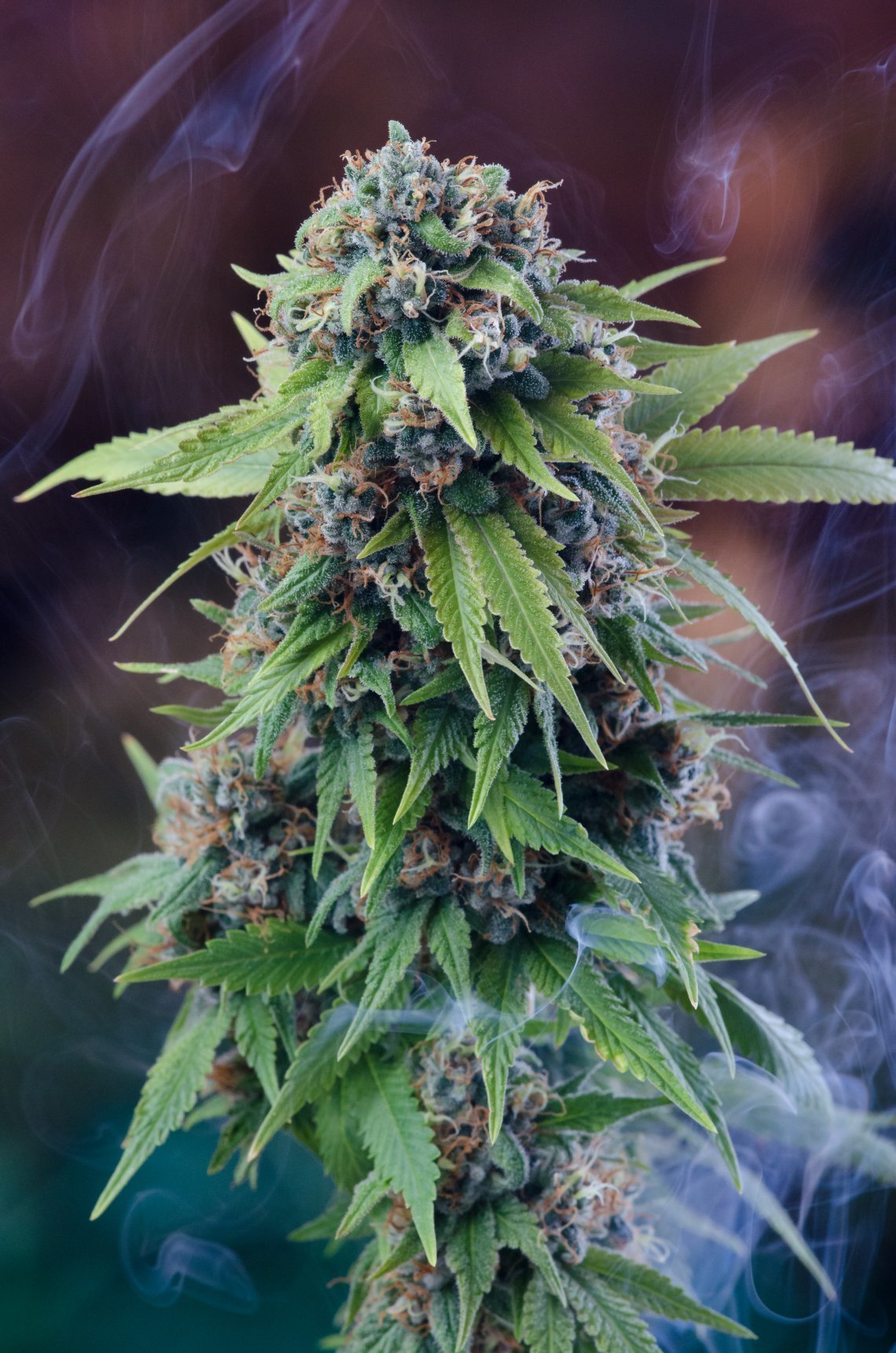 Homegrown Natural Wonders - Tardis (reg.)