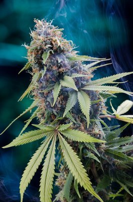 Homegrown Natural Wonders - Tardis (reg.) 05176