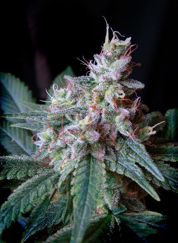 Sweet Seeds - Cream Caramel (fem.)