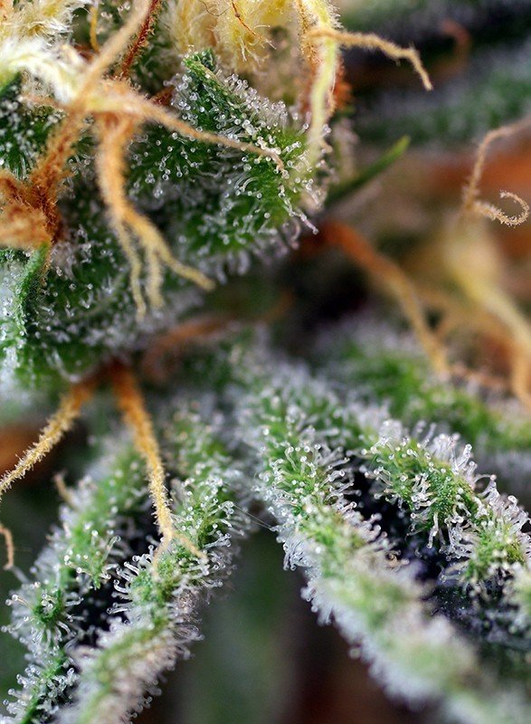 Sweet Seeds - Cream Caramel (fem.)