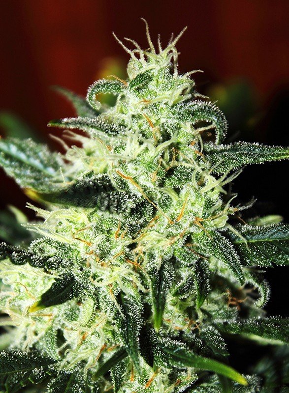 Sweet Seeds - Green Poison (fem.)