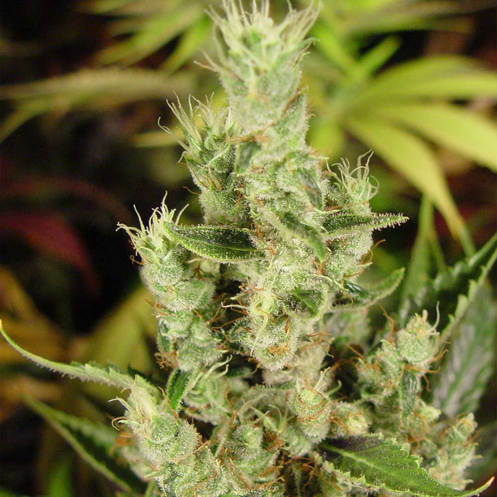 Soma Seeds - Amnesia Haze (fem.) 🏆