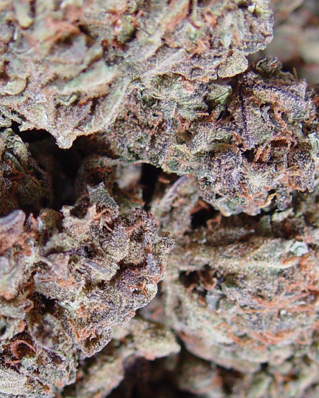 Soma Seeds - Amnesia Haze (fem.) 🏆