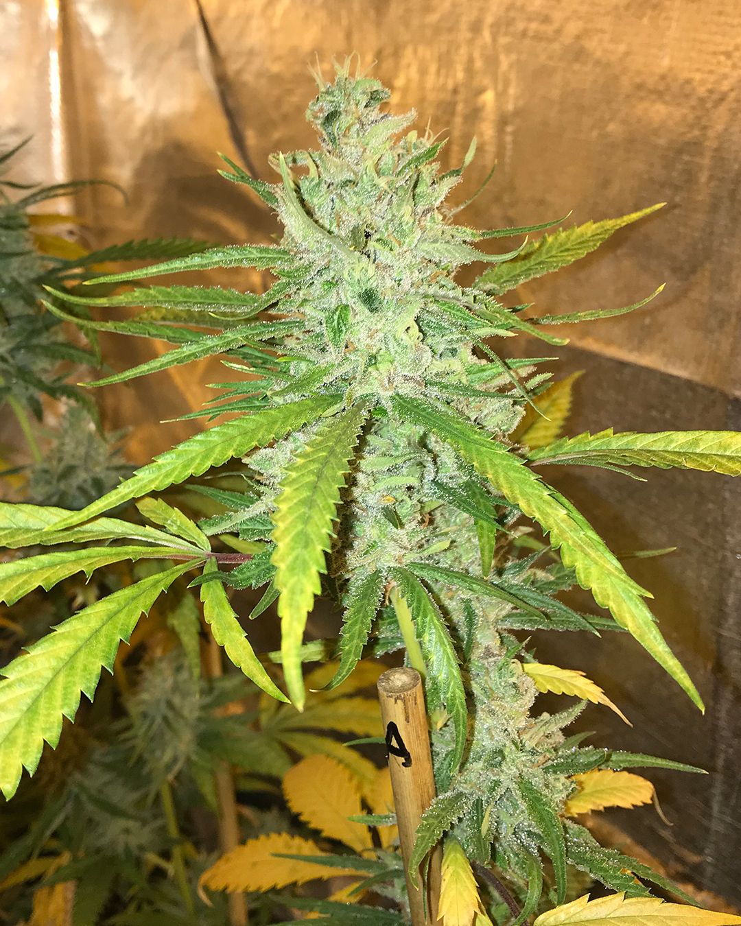 Soma Seeds - Amnesia Haze (fem.) 🏆