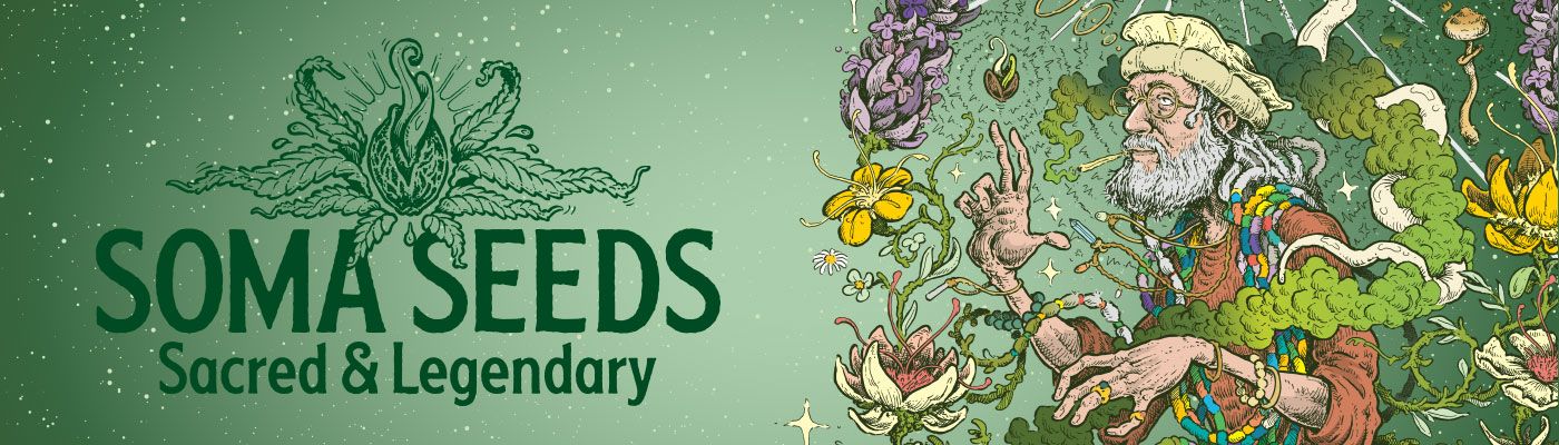 Soma Seeds - Amnesia Haze (fem.) 🏆