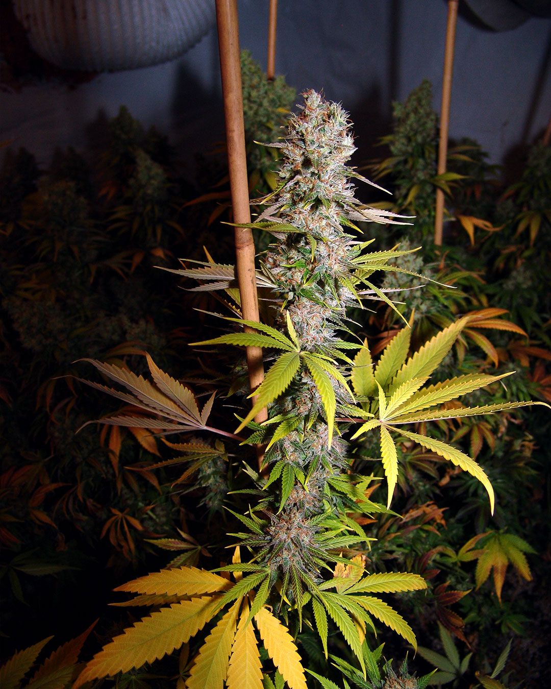 Soma Seeds - Lavender (fem.) 🏆