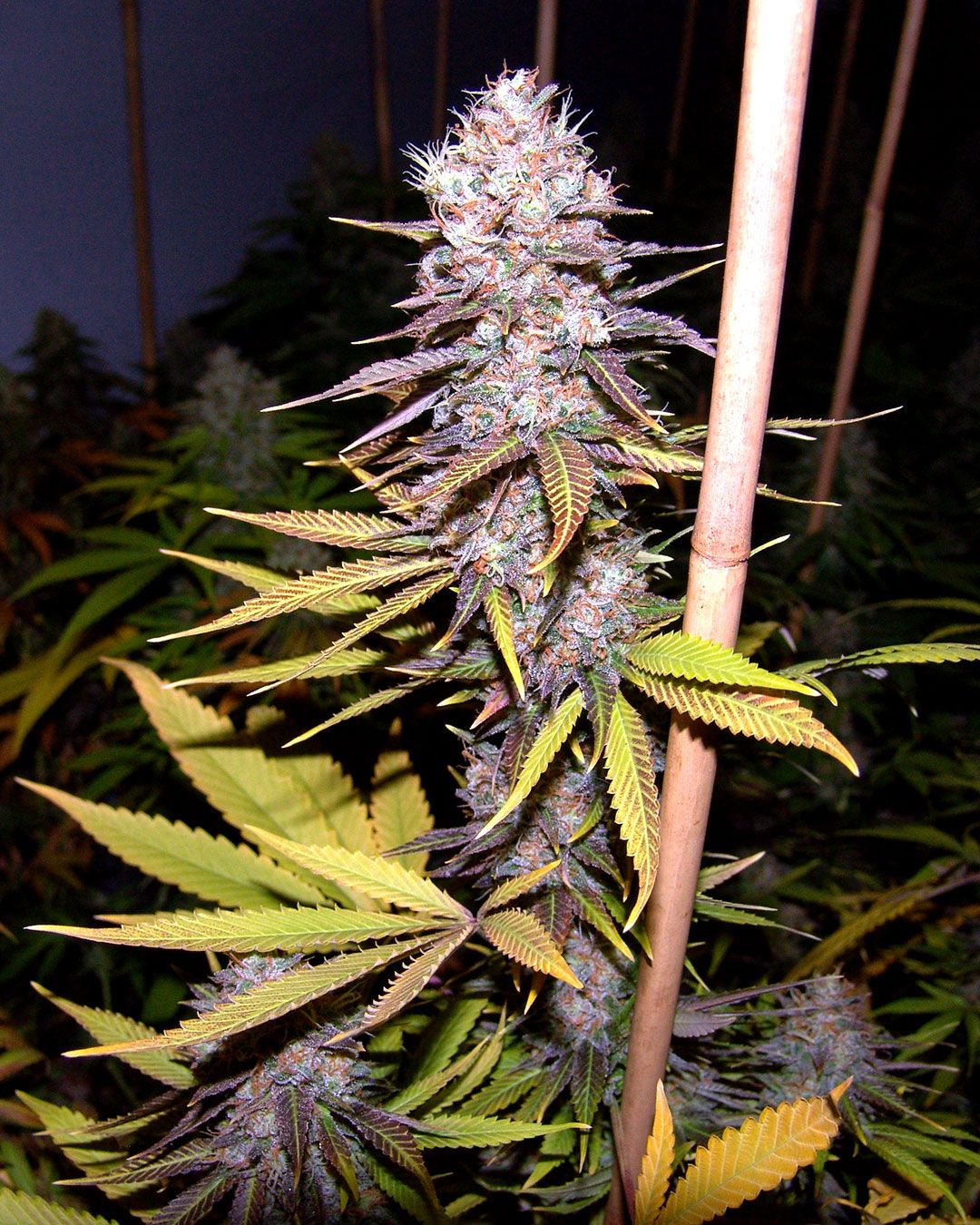 Soma Seeds - Lavender (fem.) 🏆