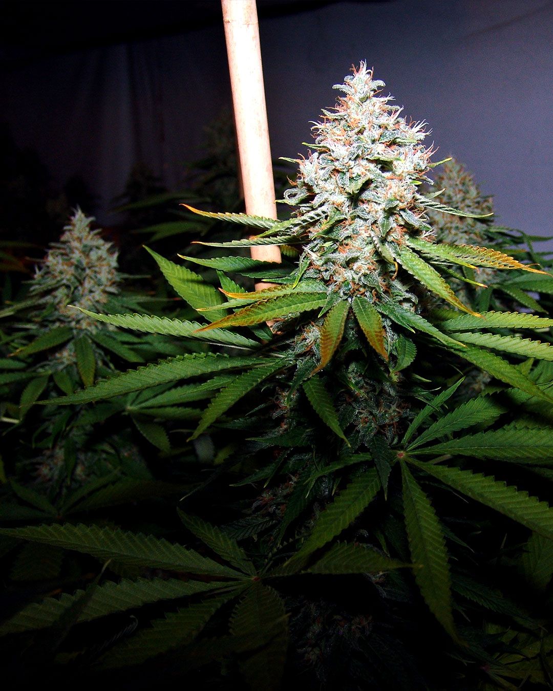 Soma Seeds - Buddha Sister (fem.) 🏆