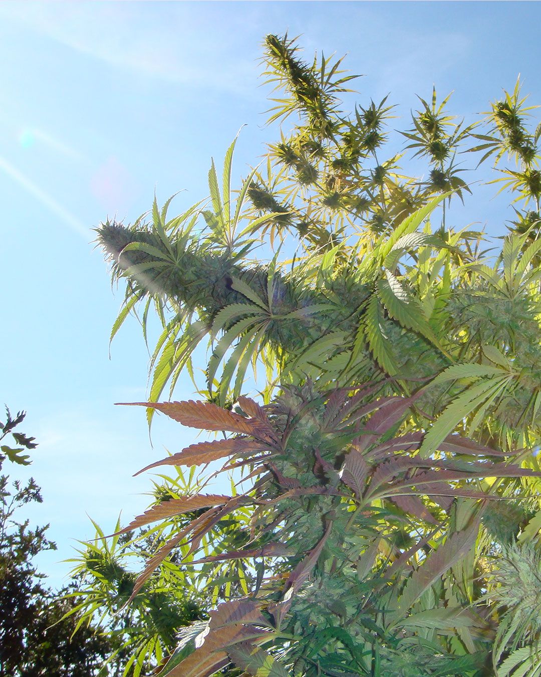 Soma Seeds - Kushadelic (fem.)