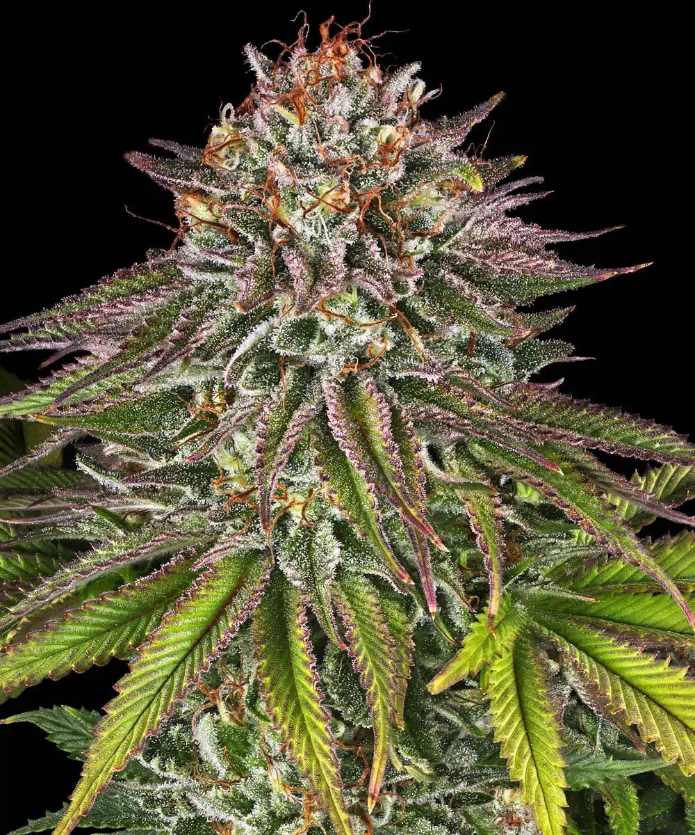 Barney's Farm - Critical Kush (fem.) 🏆