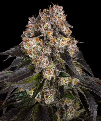 Barney's Farm - Girl Scout Cookies (fem.) 10475