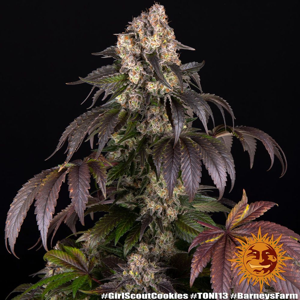 Barney's Farm - Girl Scout Cookies (fem.)