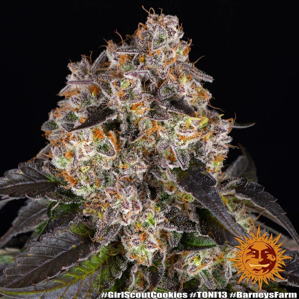 Barney's Farm - Girl Scout Cookies (fem.)