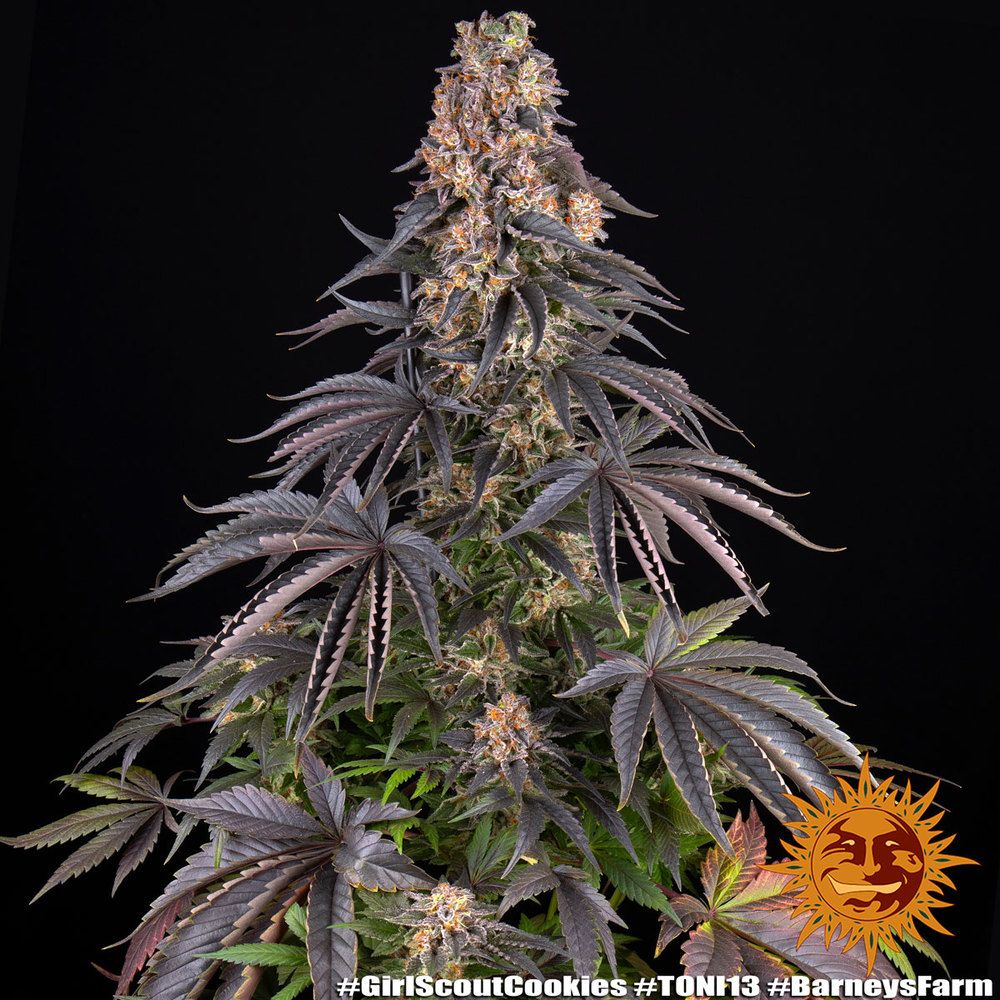 Barney's Farm - Girl Scout Cookies (fem.)