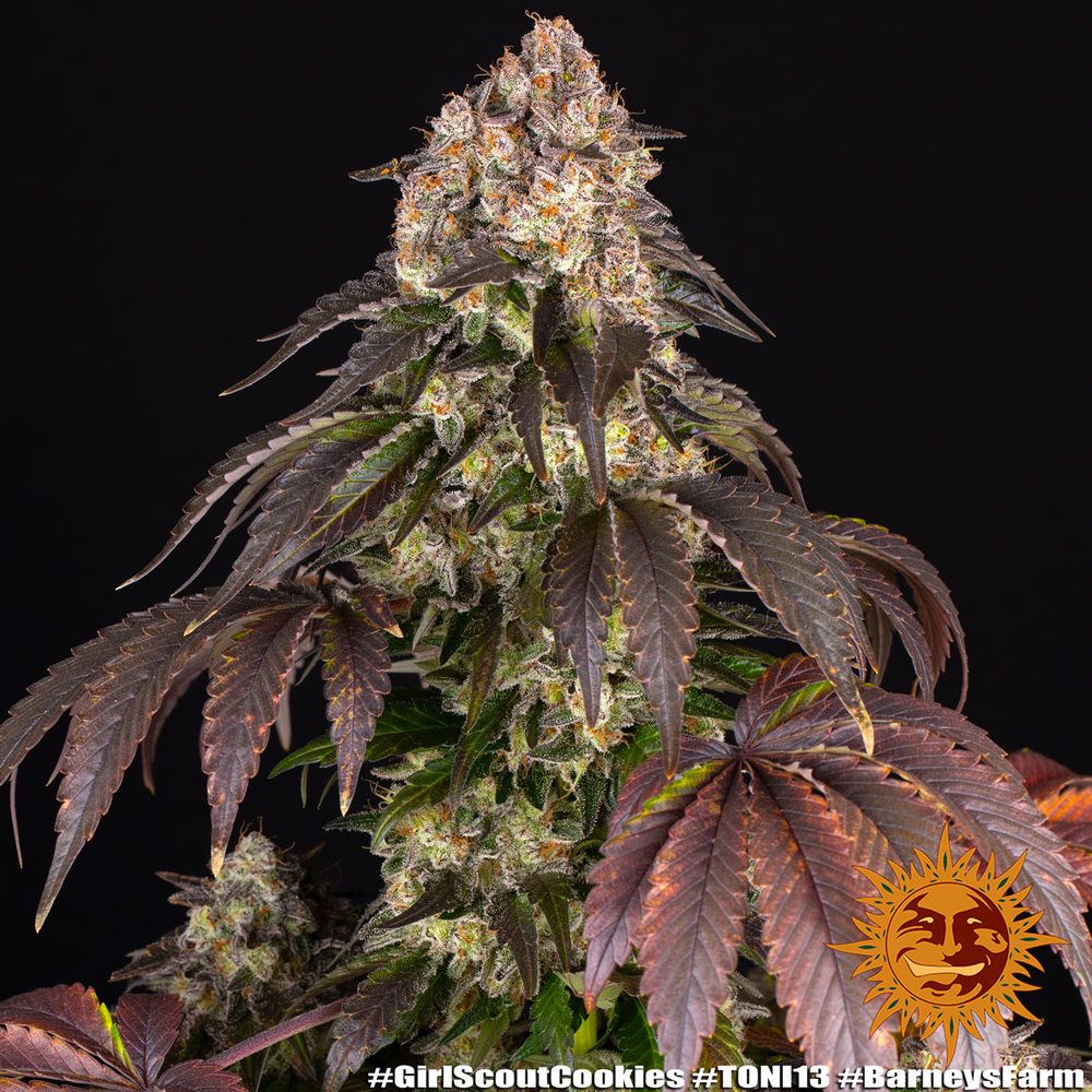 Barney's Farm - Girl Scout Cookies (fem.)