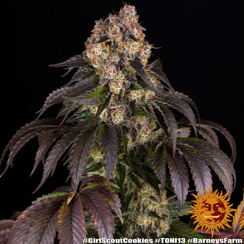 Barney's Farm - Girl Scout Cookies (fem.)