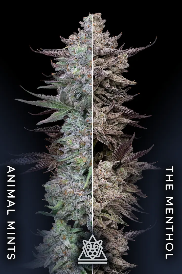 Compound Genetics - Animorph Mints (fem.)