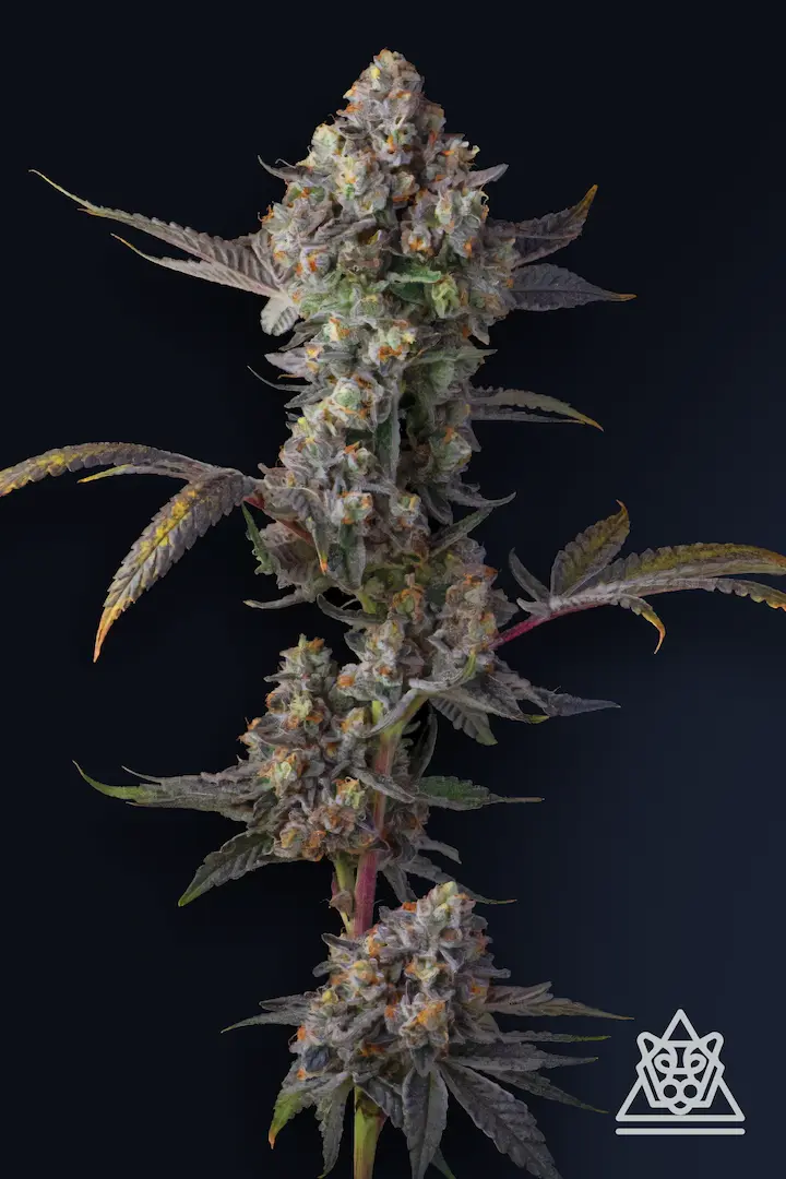 Compound Genetics - Jet Puft (fem.)