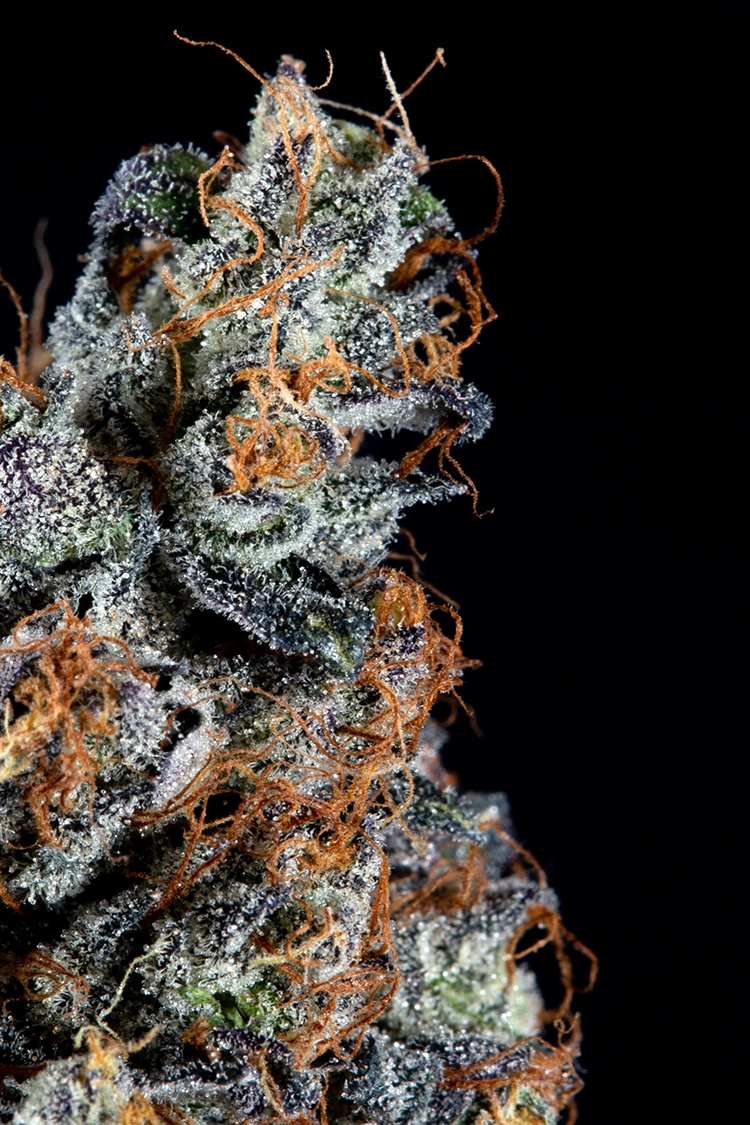 Compound Genetics - Luxar-Dos (fem.)