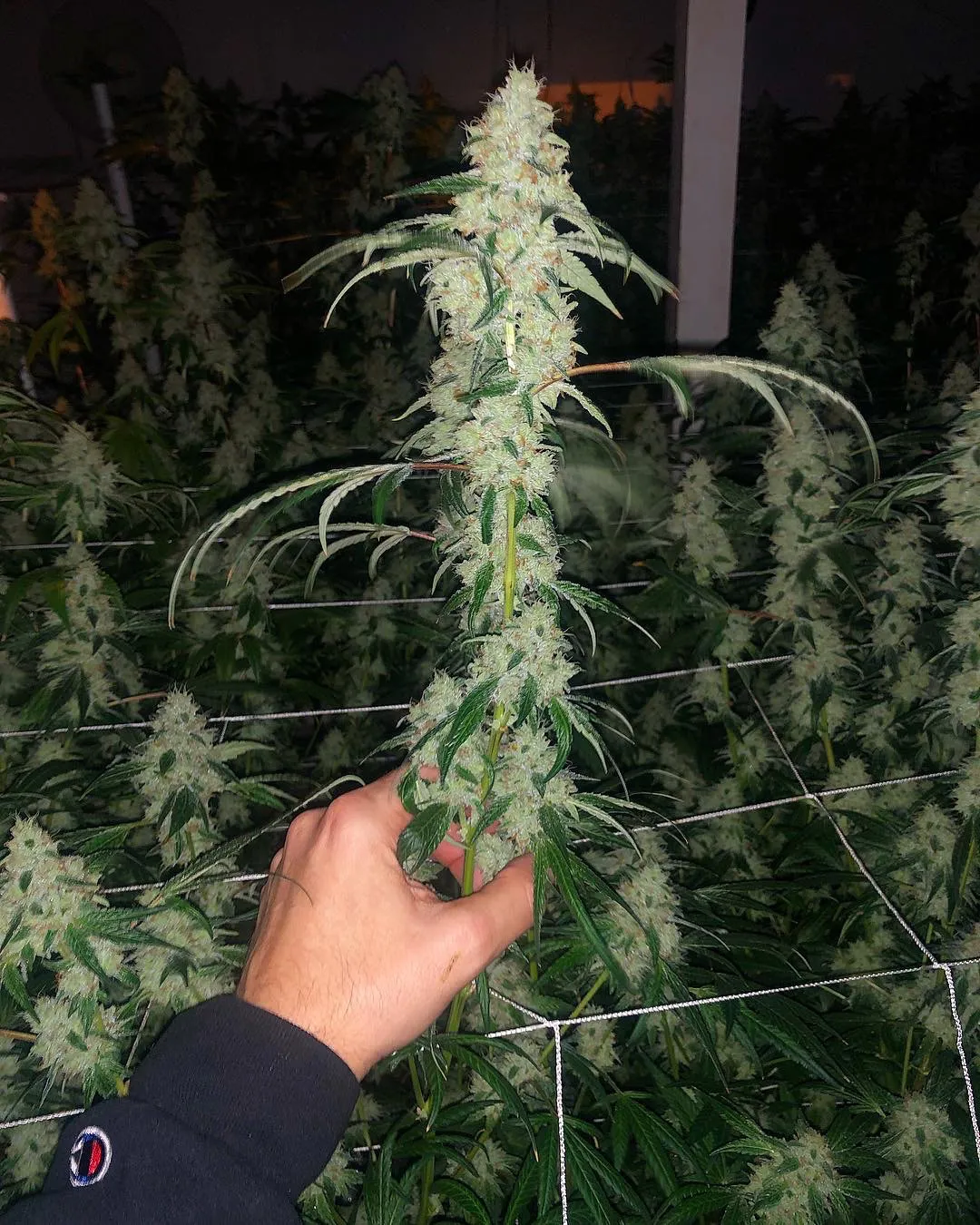 Compound Genetics - Marshmallow OG (fem.)