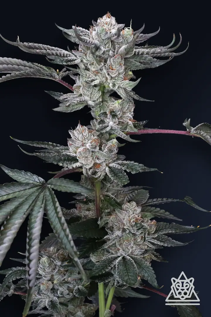 Compound Genetics - Luxar-Dos (fem.)