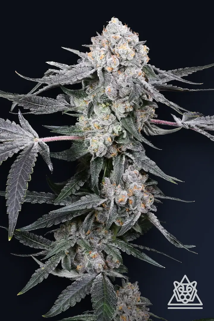 Compound Genetics - High Society (fem.)