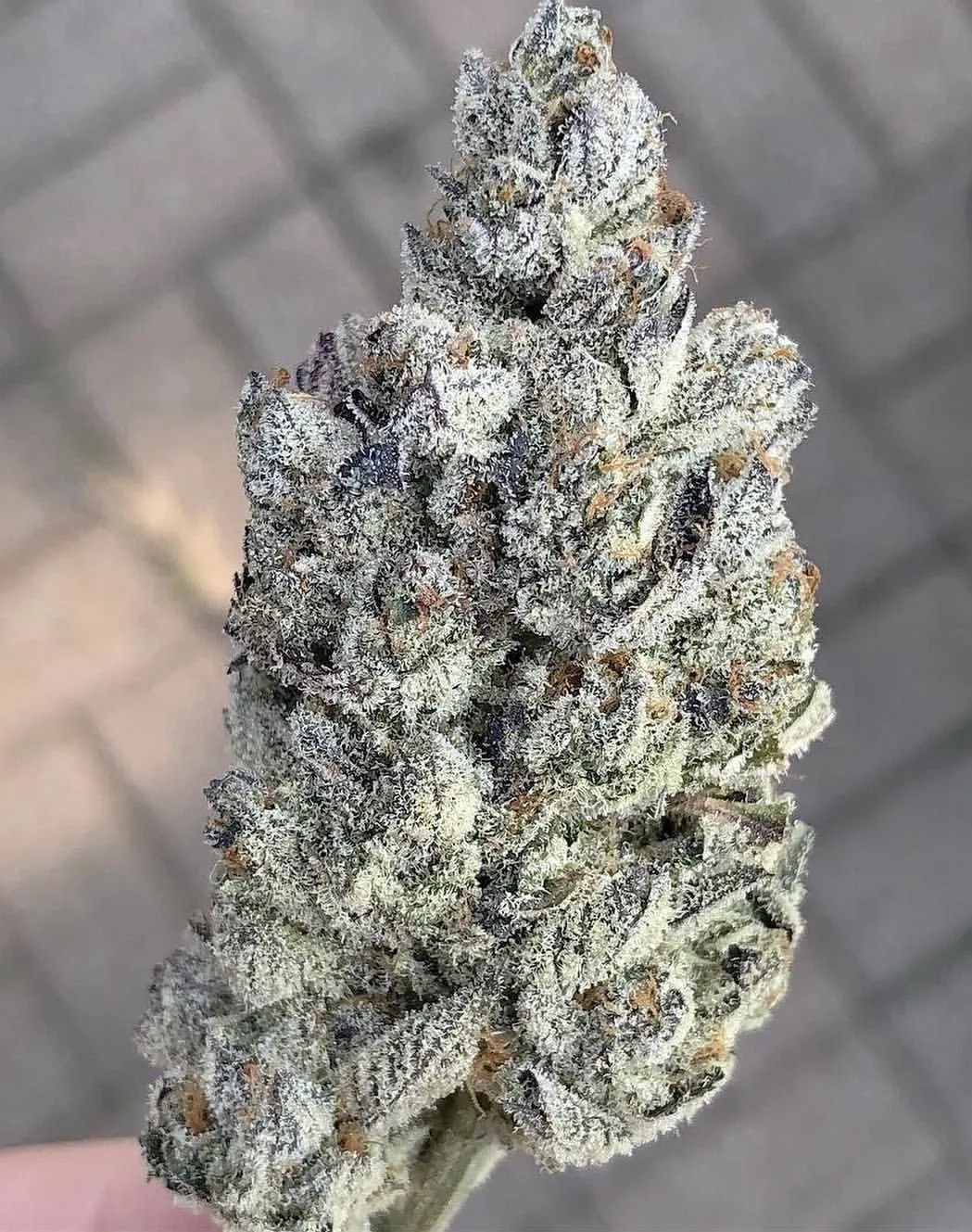 Compound Genetics - Marshmallow OG (fem.)