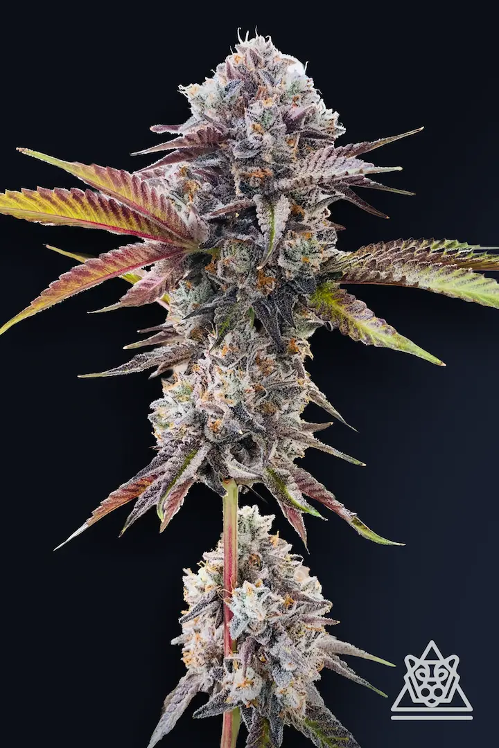 Compound Genetics - Marshmallow OG (fem.)