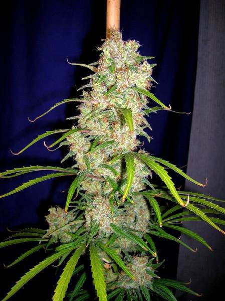 Cannabiogen Seeds - Destroyer (reg.)
