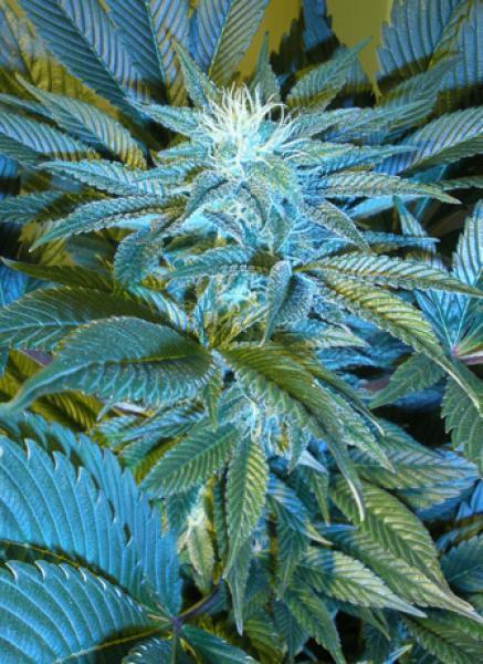 Cannabiogen Seeds - Sandstorm (reg.)