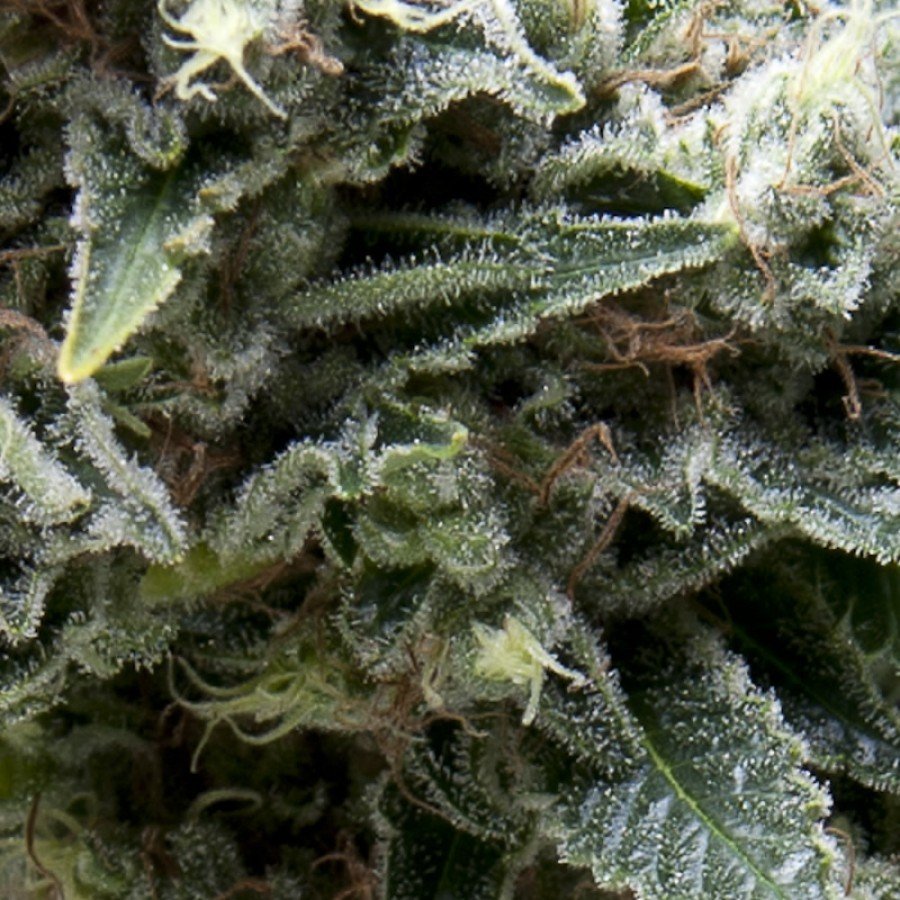Pyramid Seeds - Auto New York City (auto/fem.)