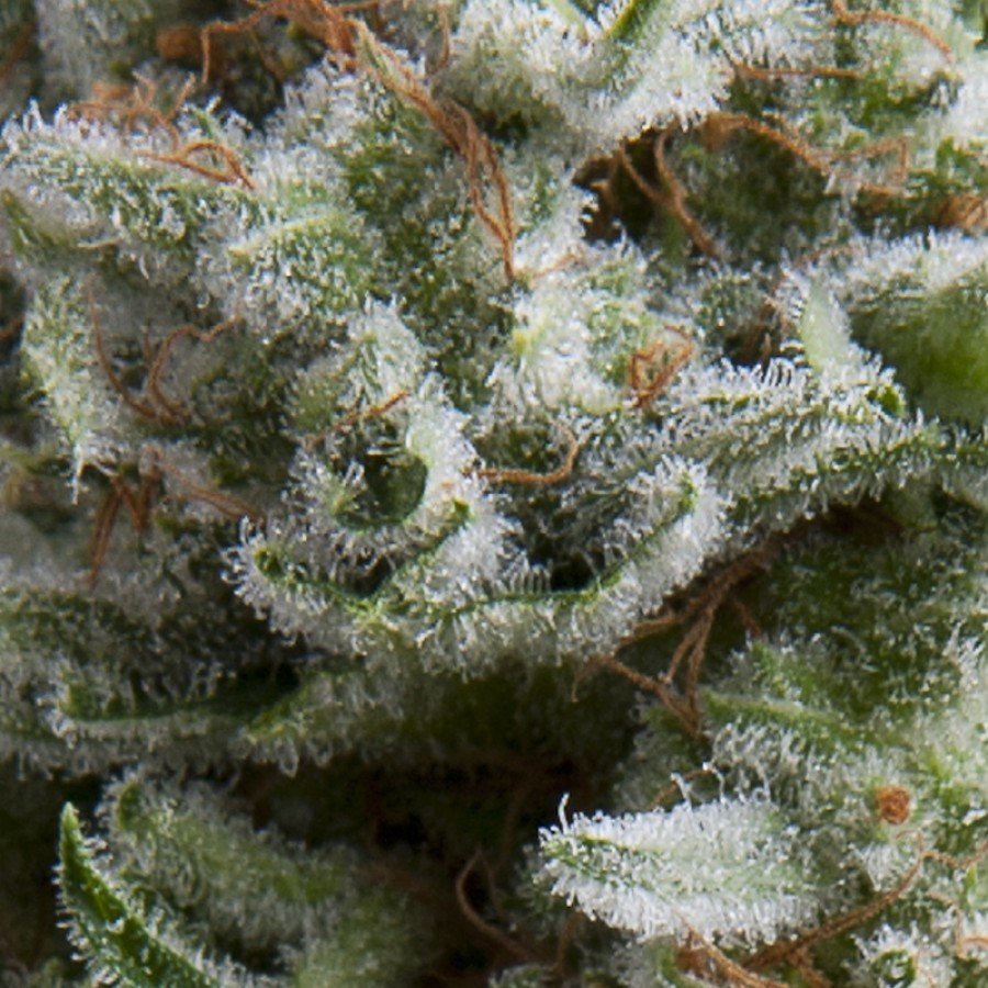 Pyramid Seeds - Auto Anesthesia (auto/fem.)