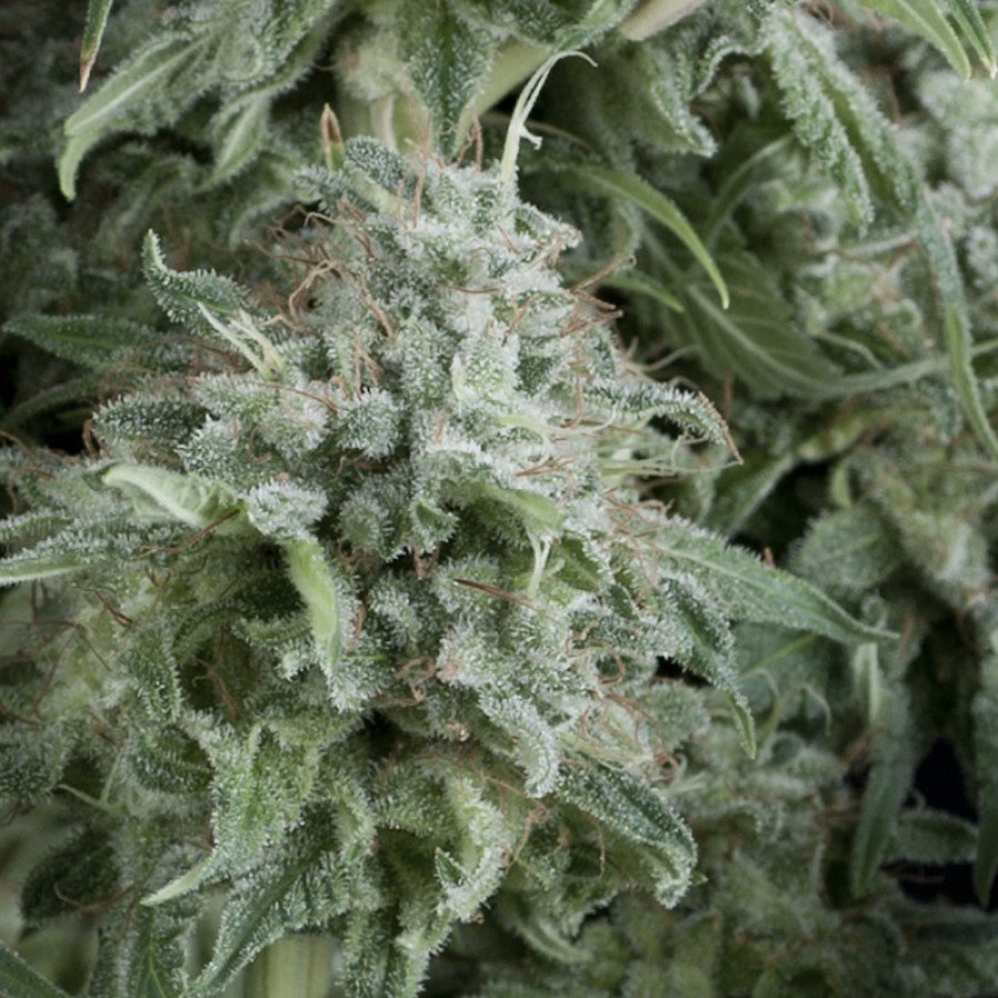 Pyramid Seeds - Auto Anubis (auto/fem.)