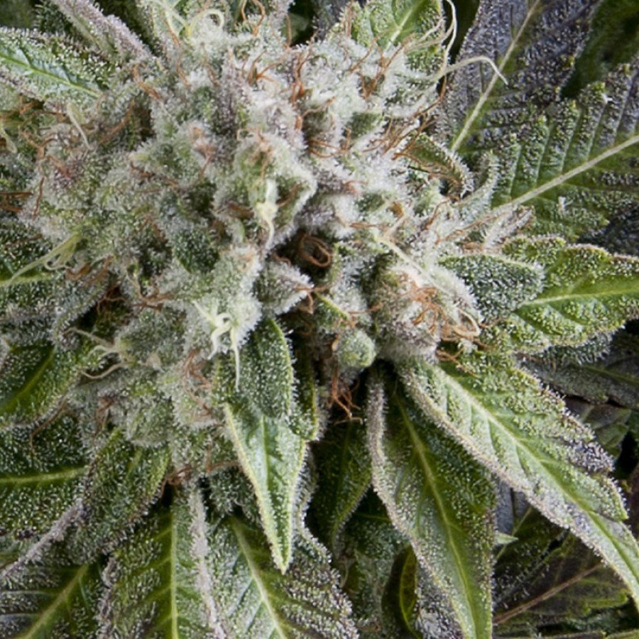 Pyramid Seeds - Auto Blue Pyramid (auto/fem.)