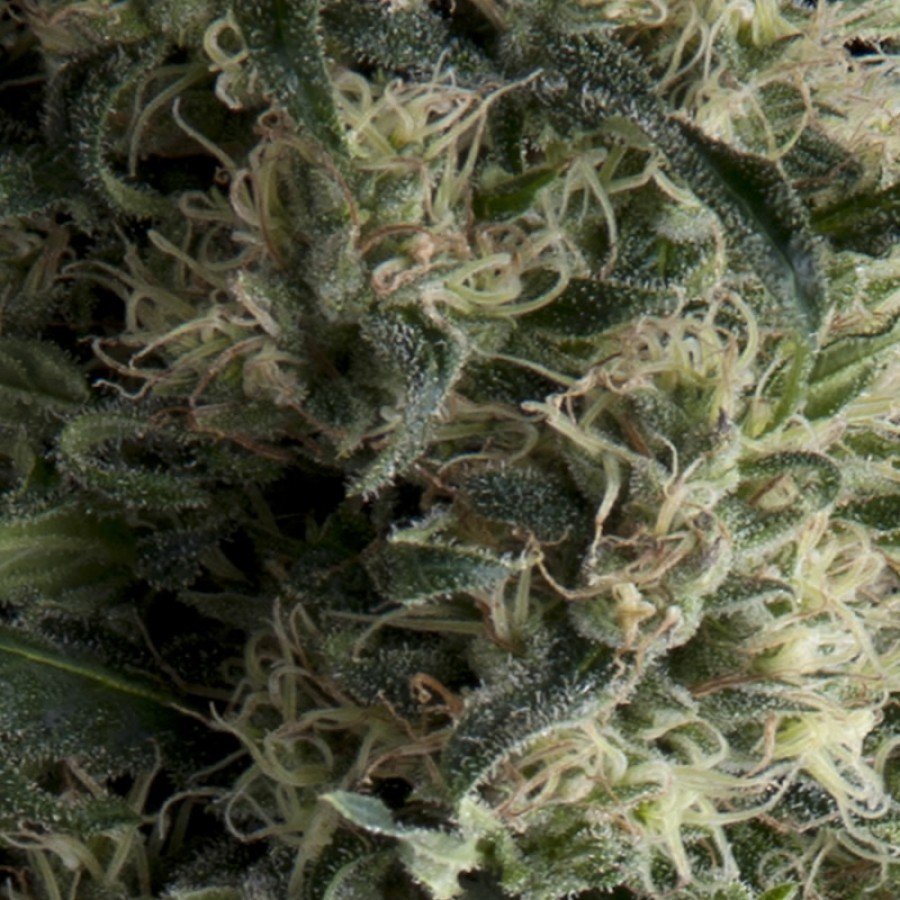 Pyramid Seeds - Auto Galaxy (auto/fem.)
