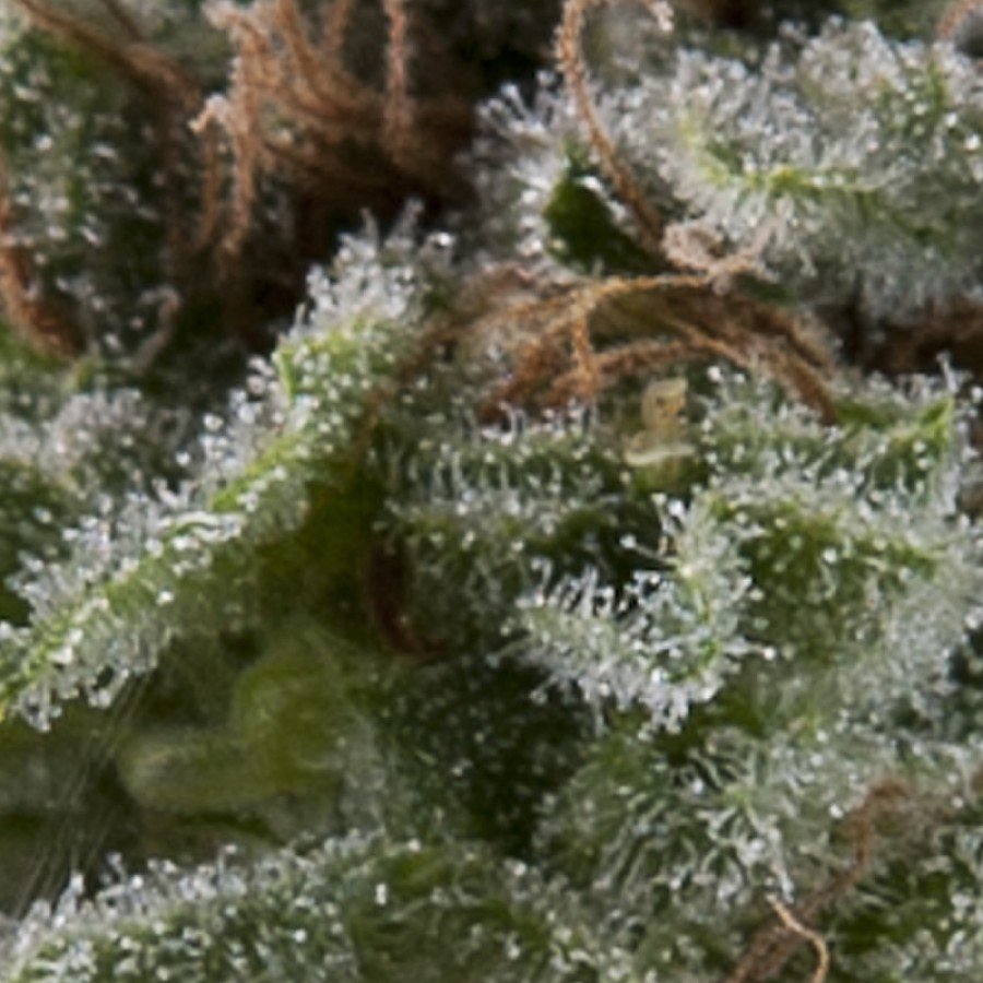 Pyramid Seeds - Auto Lennon (auto/fem.)