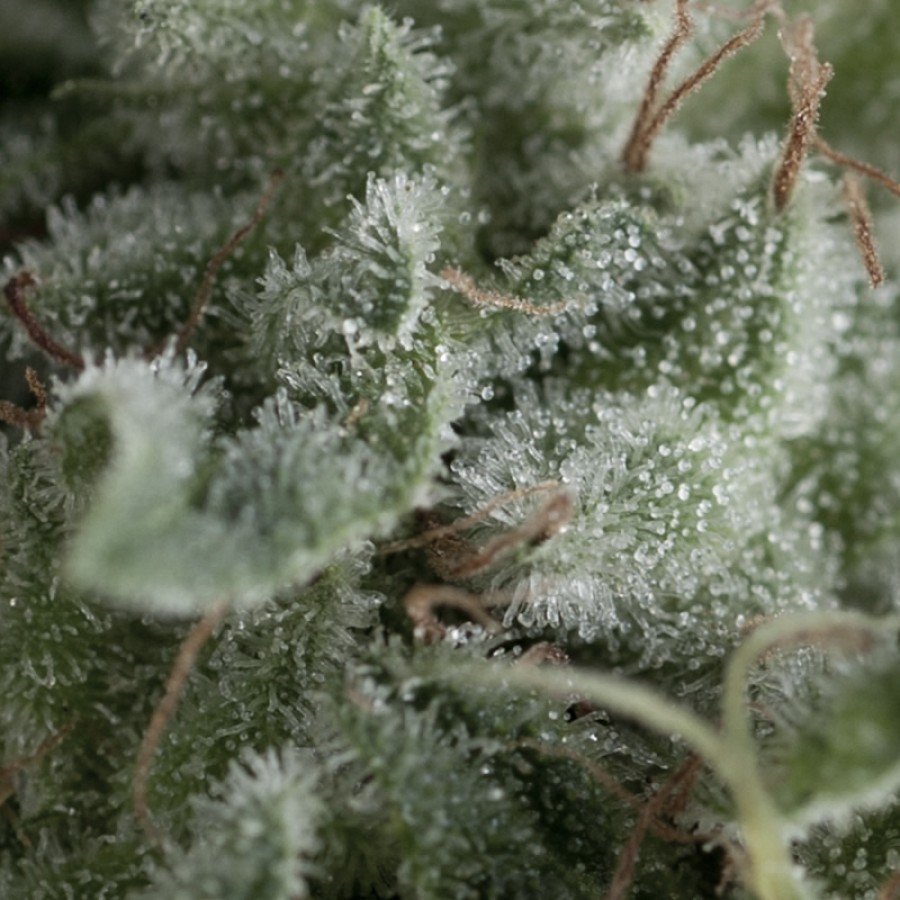 Pyramid Seeds - Auto Nefertiti (auto/fem.)