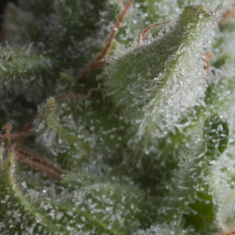 Pyramid Seeds - Auto Shark (auto/fem.)