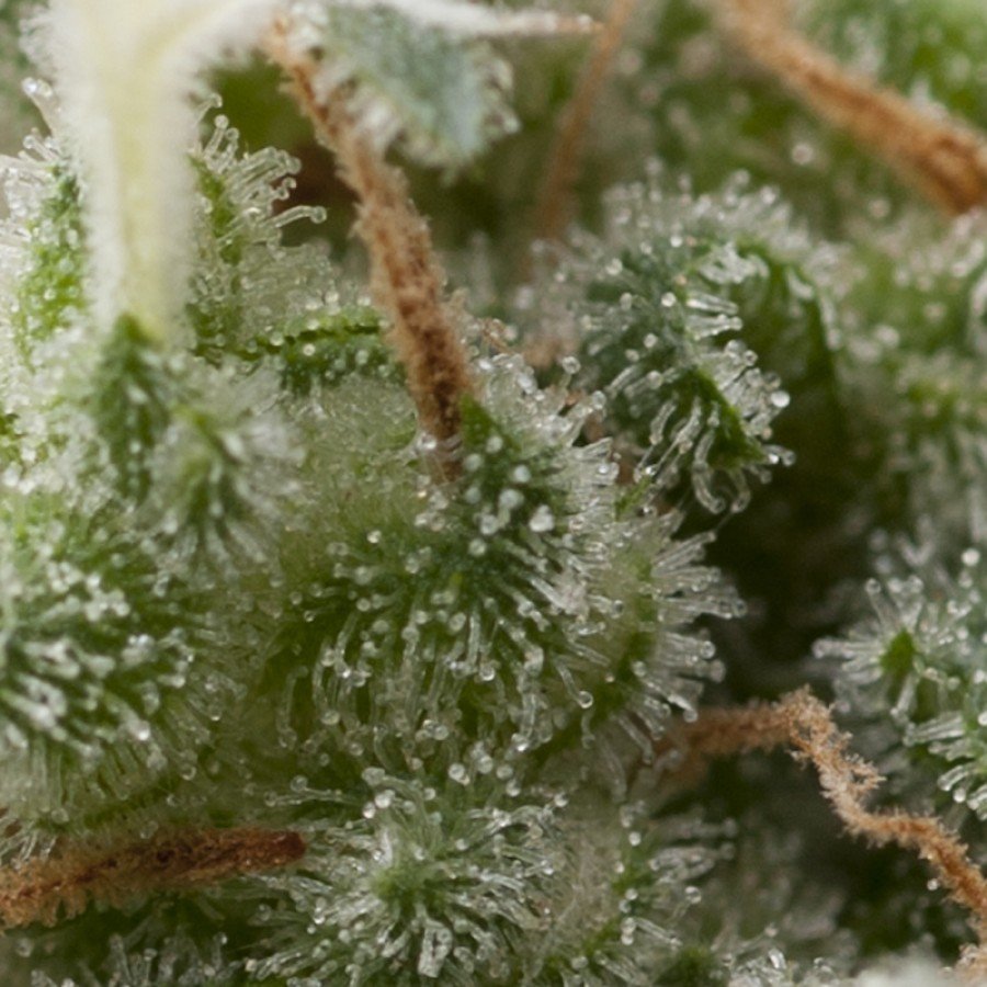 Pyramid Seeds - Auto Super Hash (auto/fem.)