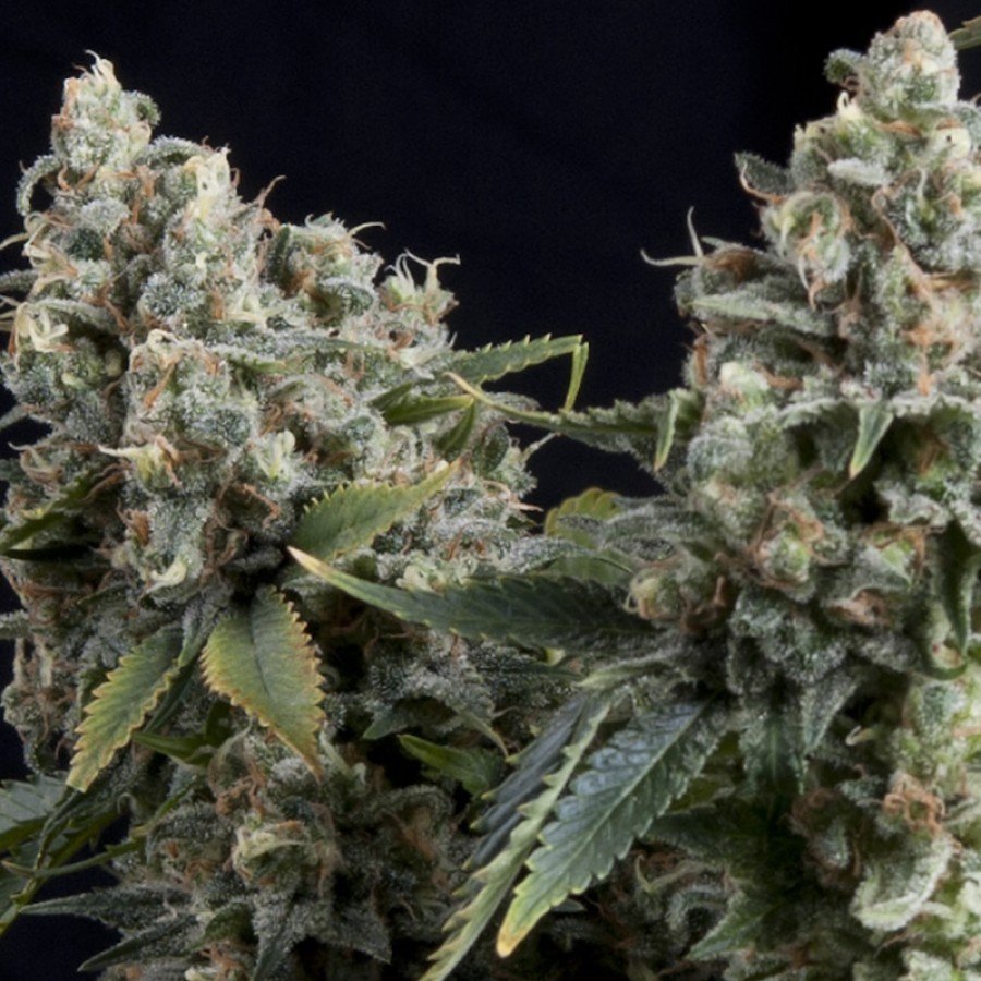 Pyramid Seeds - Auto Tutankhamon (auto/fem.)
