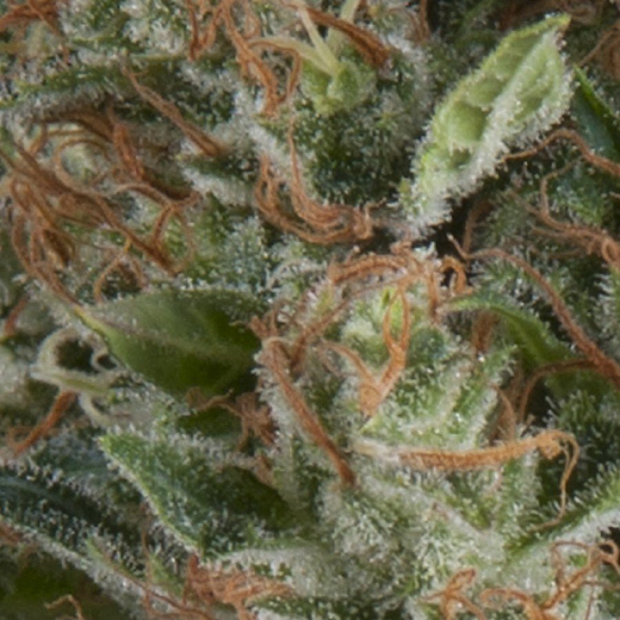 Pyramid Seeds - Auto Wembley (auto/fem.)